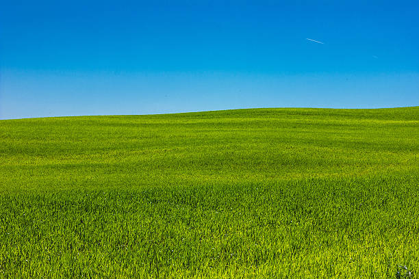 herbe verte et ciel bleu - grass area grass summer horizon photos et images de collection