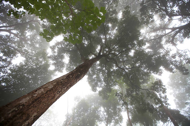 istock Phu Soi Dao forest in the winter. 492626839