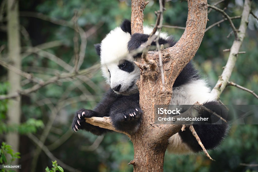 baby panda cute baby panda playing in a tree. Giant Panda Stock Photo