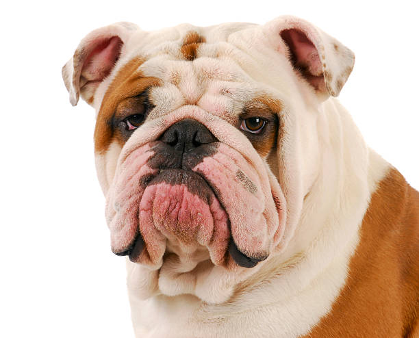 istock bulldog portrait 492627109