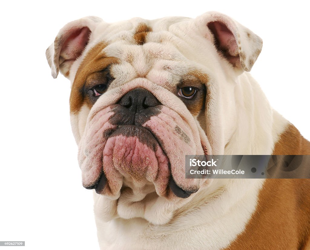 bulldog portrait english bulldog head portrait on white background Adult Stock Photo