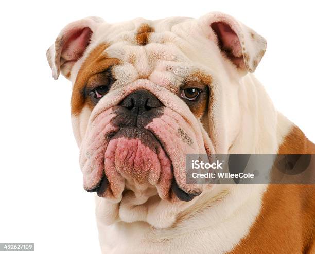 Bulldog Portrait Stock Photo - Download Image Now - Adult, Animal, Bull - Animal