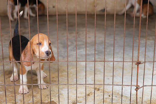 istock Little Beagle dog in the cage 492627269