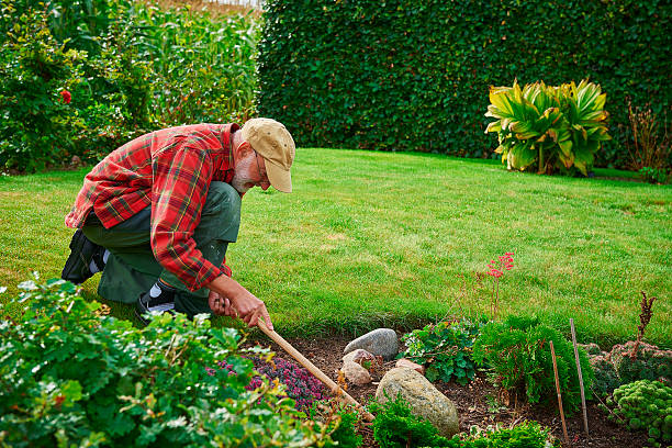 istock Retired man looking for weed in his well kept garden 492627278