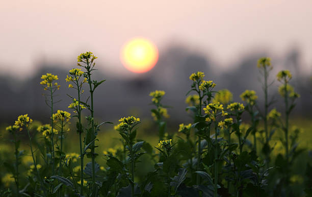 puesta de sol detrás de un campo de mostaza - mustard plant mustard field clear sky sky fotografías e imágenes de stock