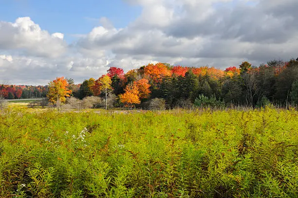 Photo of Field in Autumn