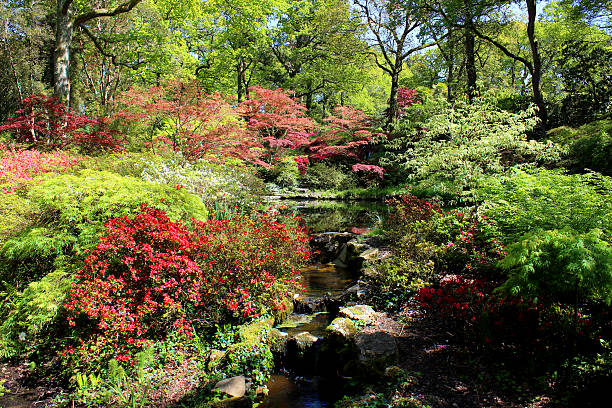 istock Japanese garden with stream, waterfall, maples (acers) and azaleas (rhododendrons) 492627453