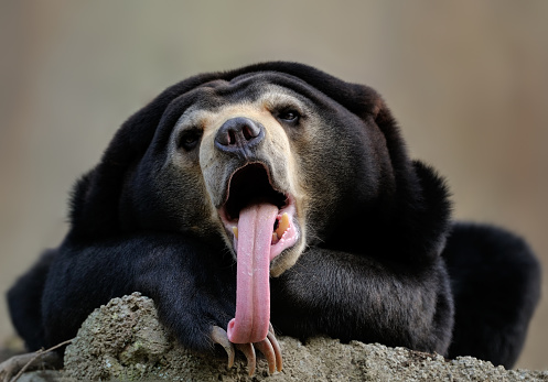 a Malayan sun bear (Helarctos malayanus) also known as honey bear sticks out its long tongue