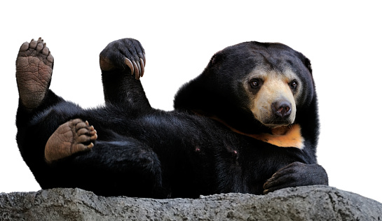 a Malayan sun bear (Helarctos malayanus) also known as honey bear in a funny pose