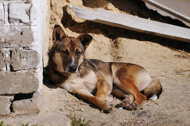 istock Homeless dog portrait 492627691