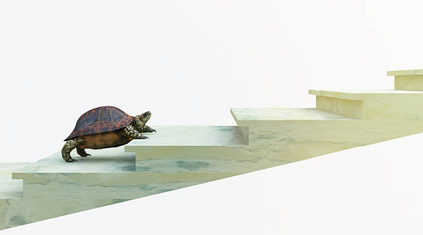 moving turtle wants to climb on the stairs concept background stock photo
