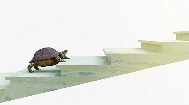 Photo of moving turtle wants to climb on the stairs concept background