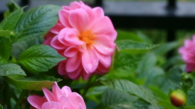 Close Up of Pink Dahlia flower