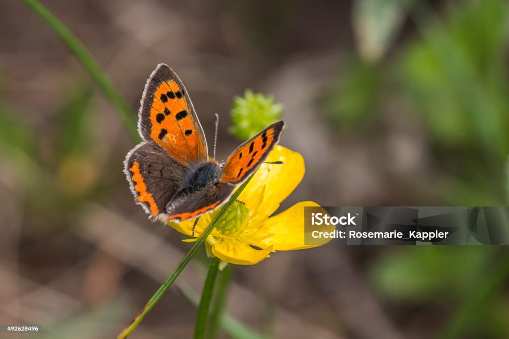 Kleiner Feuerfalter (Lycaena phlaes) Small fire butterfly on a buttercup flower 2015 Stock Photo