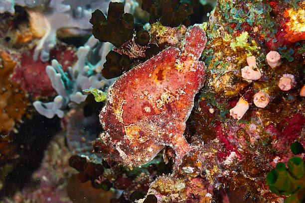 Scarlet frogfish Scarlet frogfish (Antennarius coccineus) in the Red Sea, Egypt. red frog fish stock pictures, royalty-free photos & images