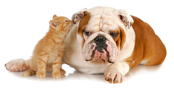 dog and cat stock photo