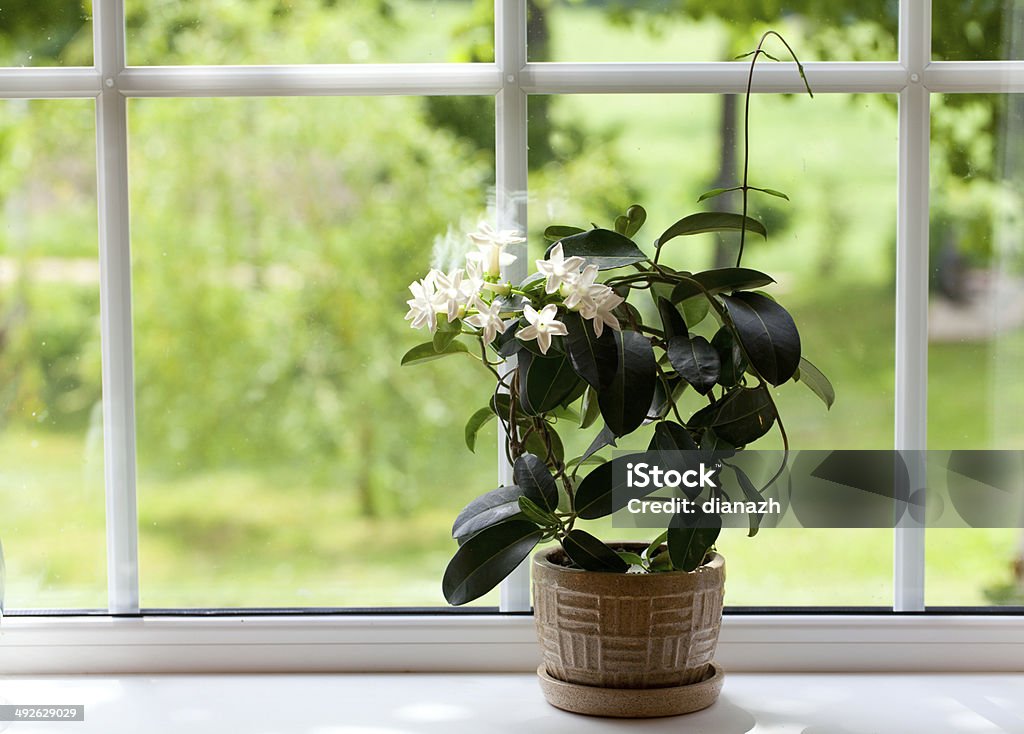 jasmine room plant on windowsill Jasmine Stock Photo