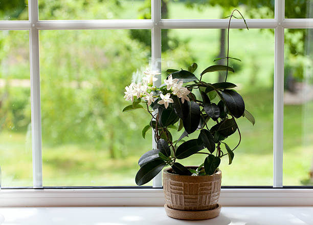 jasmine room plant on windowsill jasmine room plant on windowsill jasmine stock pictures, royalty-free photos & images