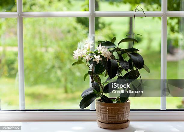 Jasmine Room Plant On Windowsill Stock Photo - Download Image Now - Jasmine, Plant, Indoors