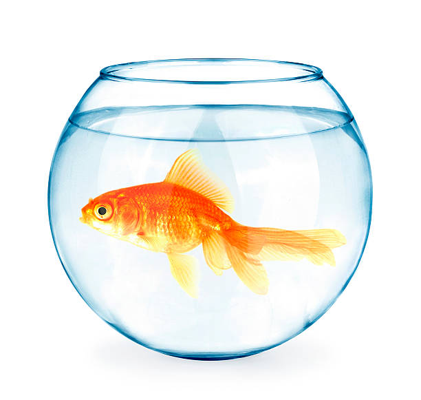 istock Goldfish in aquarium 492629142