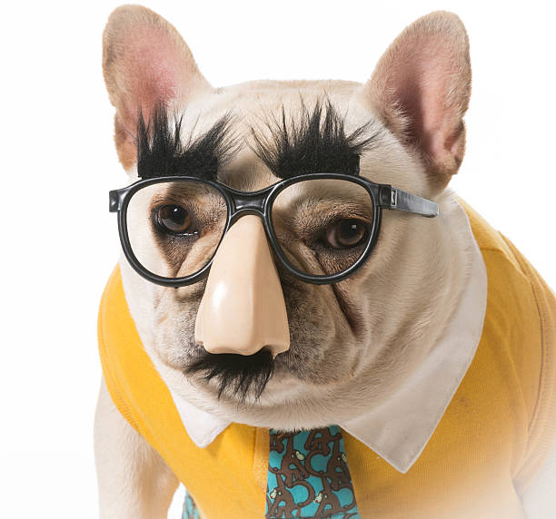 istock dog in disguise 492629385