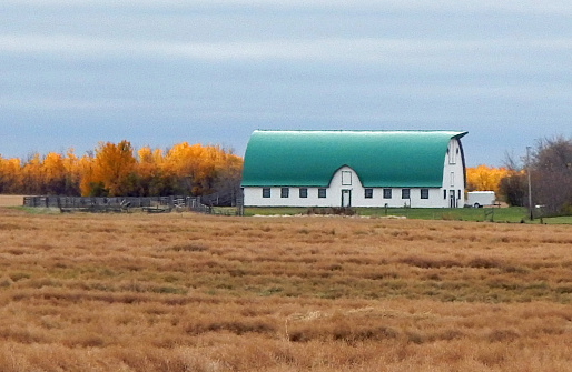 White and green barn with canola field at harvest time. The canola has been cut in swaths and is drying.