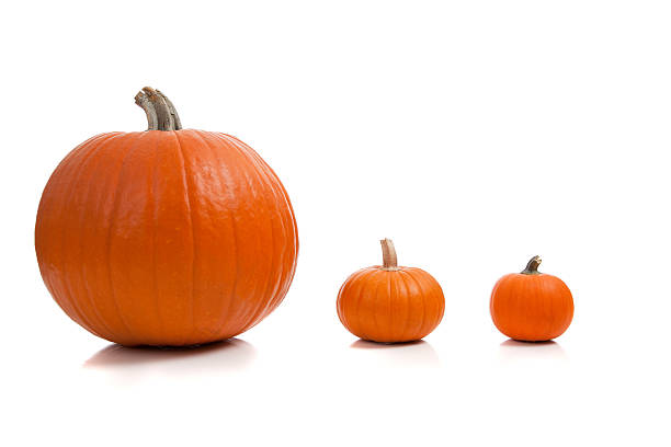 istock Assorted sizes of pumpkins on a white background 492630707