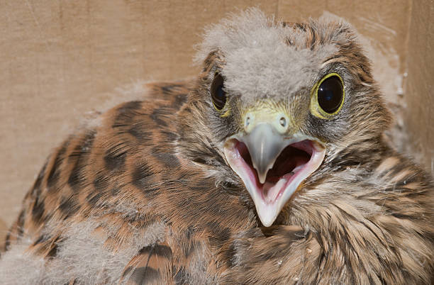 istock Bird of pray , Falcon 492630725