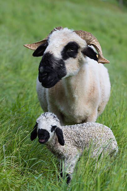 Ewe With Two Day Old Lamb stock photo