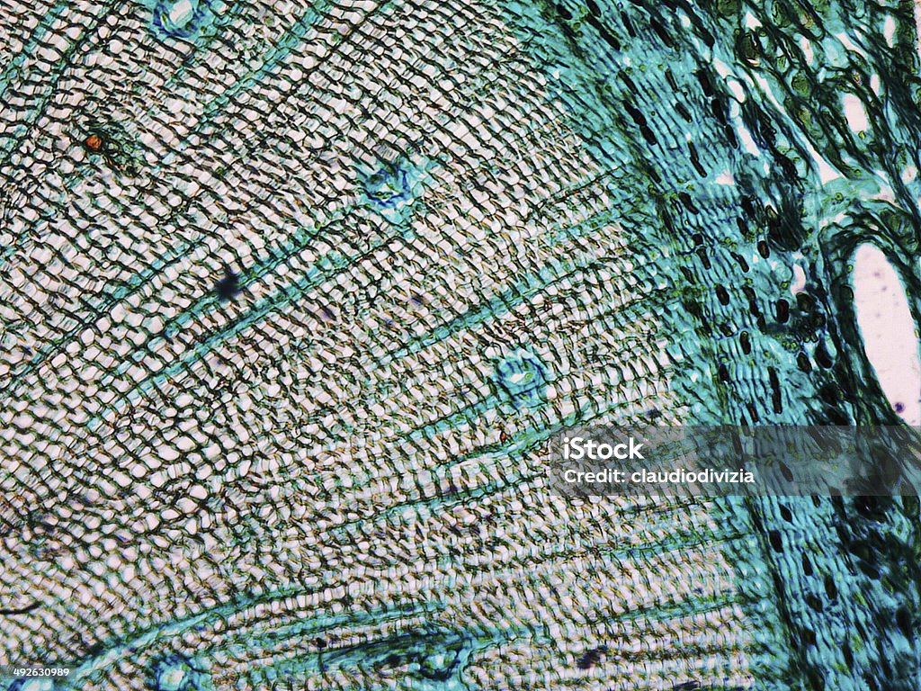 Micrografía de pino - Foto de stock de Ciencia libre de derechos