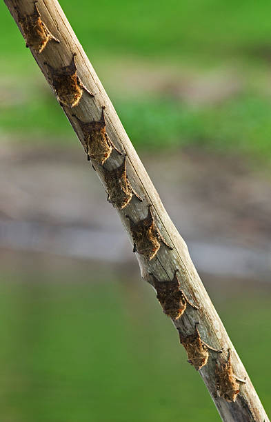istock Long nosed bats roosting - Ecuador. 492630993
