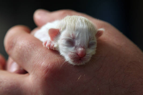 istock New-born kitten sleeping on men's hands on black background 492631235