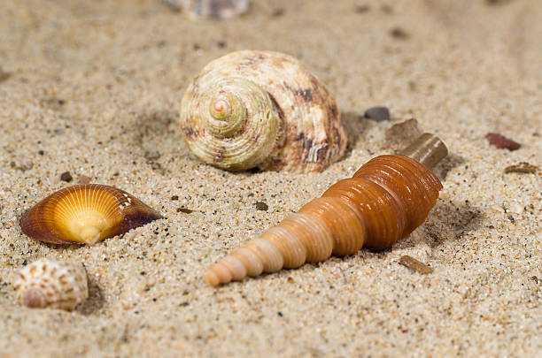 Sea shell on the beach stock photo