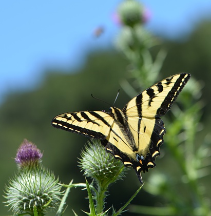 Yellow two-tailed swallowtail, Papilio multicaudata shot with NIKON D5100 in San Jose, California, USA.