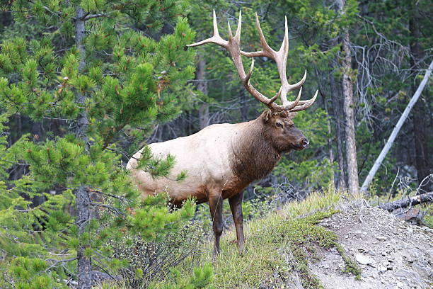 istock Bull Elk standing  near Jasper, Alberta, Canada 492632866
