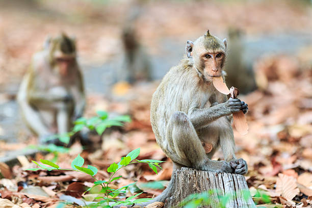 istock Monkeys (Crab-eating macaque) eating leaves in Thailand 492632950