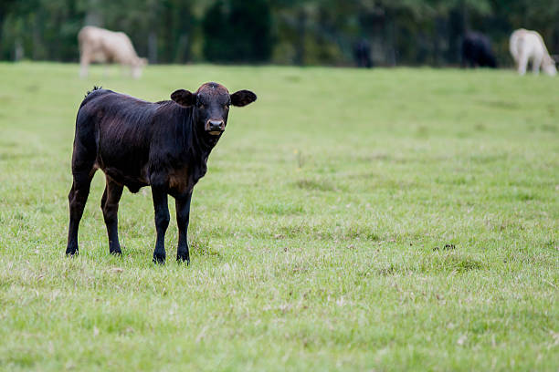 istock Black calf to the left with blank area to right 492640728