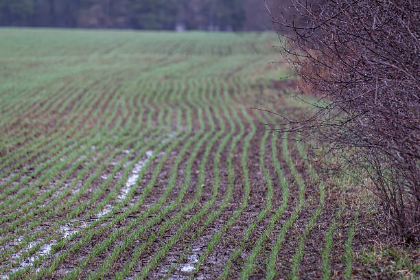 istock Lines of crops in a field 492640934