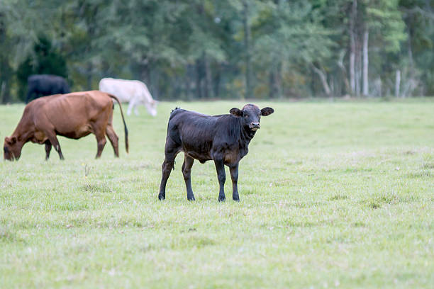 istock Calf in center with blank area to right 492641134
