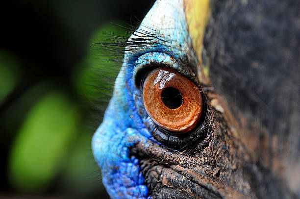 gli occhi di un uccello casuario - animal eye bird nature animal head foto e immagini stock