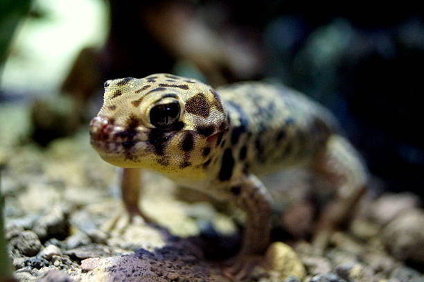 istock Close-up of Leopard Gecko 492642100