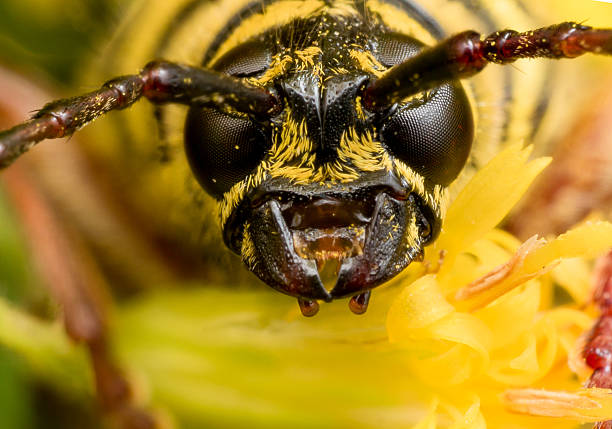 retrato de primer plano de negro y amarillo locust barrenador - megacyllene robiniae fotografías e imágenes de stock