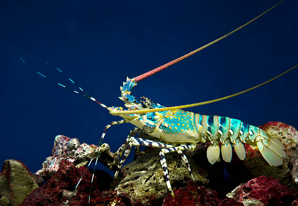 sea crawfish stock photo