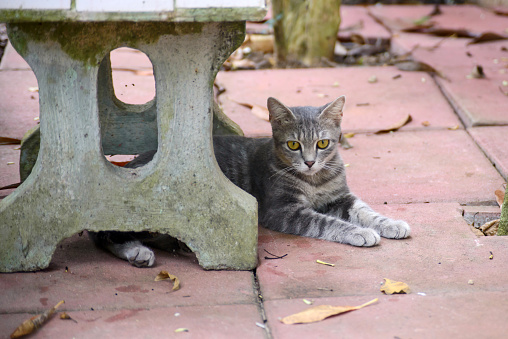 Thai cat under outdoor chair