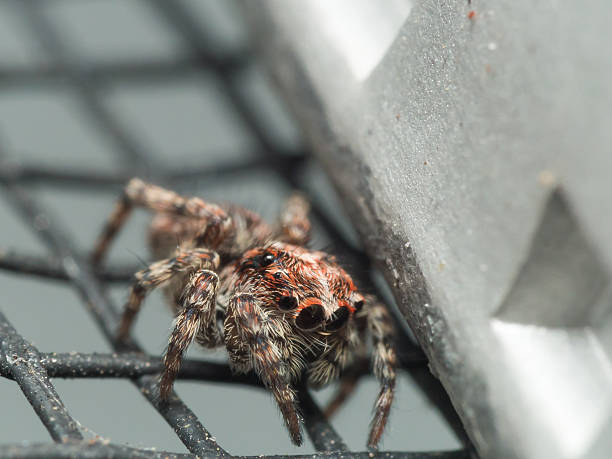 istock Cute adolescent jumping spider with big eyes hides 492643364