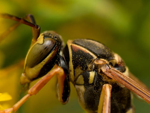 close-up vista da flor amarela vespa-do-papel - pollen magnification high scale magnification yellow imagens e fotografias de stock