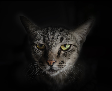 A close portrait of a striped cat outside of a home.  Her nose is very close to the camera lens.