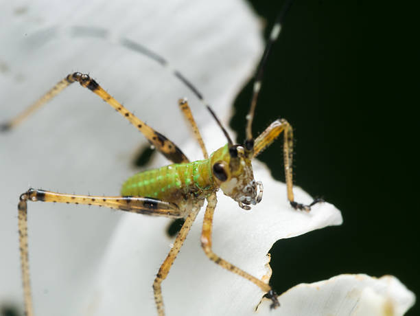 istock Bush katydid nymph on white flower 492643548