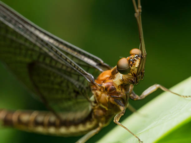 istock Closeup of brown mayfly on green grass 492643576
