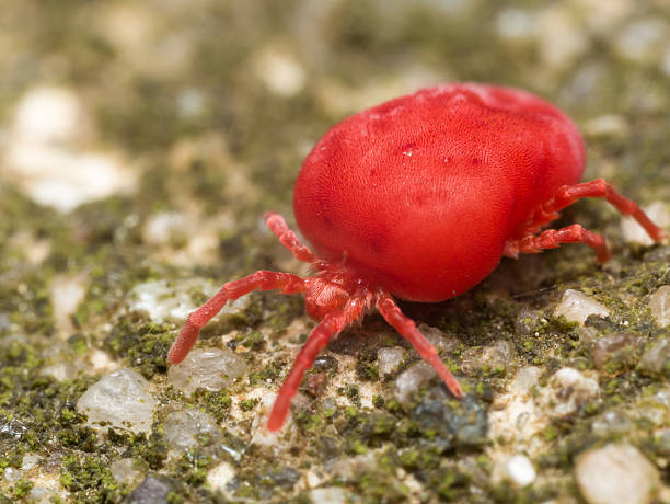 istock Red velvet mite on green surface 492643594